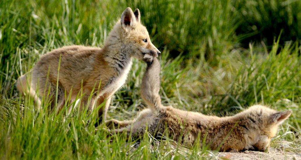 Fox kits